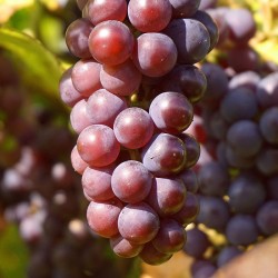 Vigne 'Cardinal' | raisins rouges bio