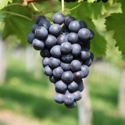 Vigne 'Muscat de Hambourg' | raisins noirs bio