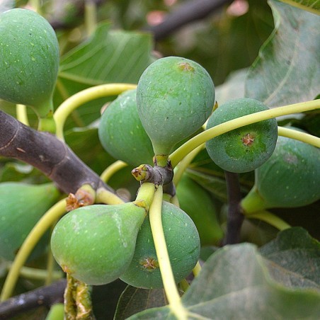 Ficus carica 'Bornholm's Diamant'