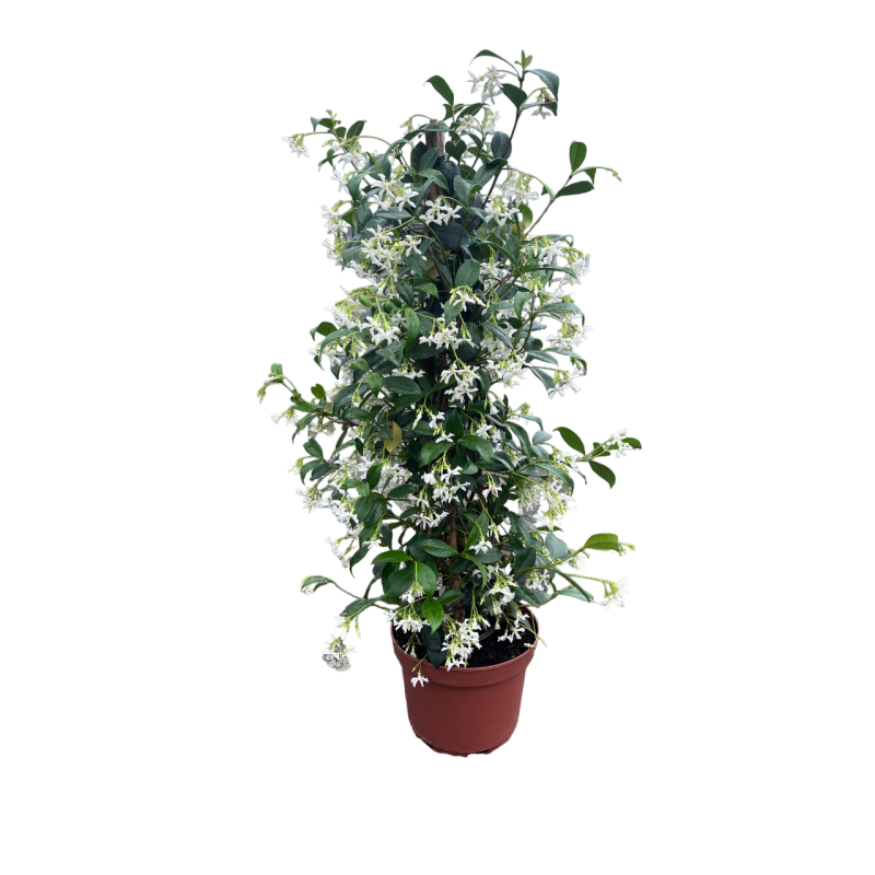 Jasmin étoilé | Trachelosspermum jasminoides | Mon Orangerie
