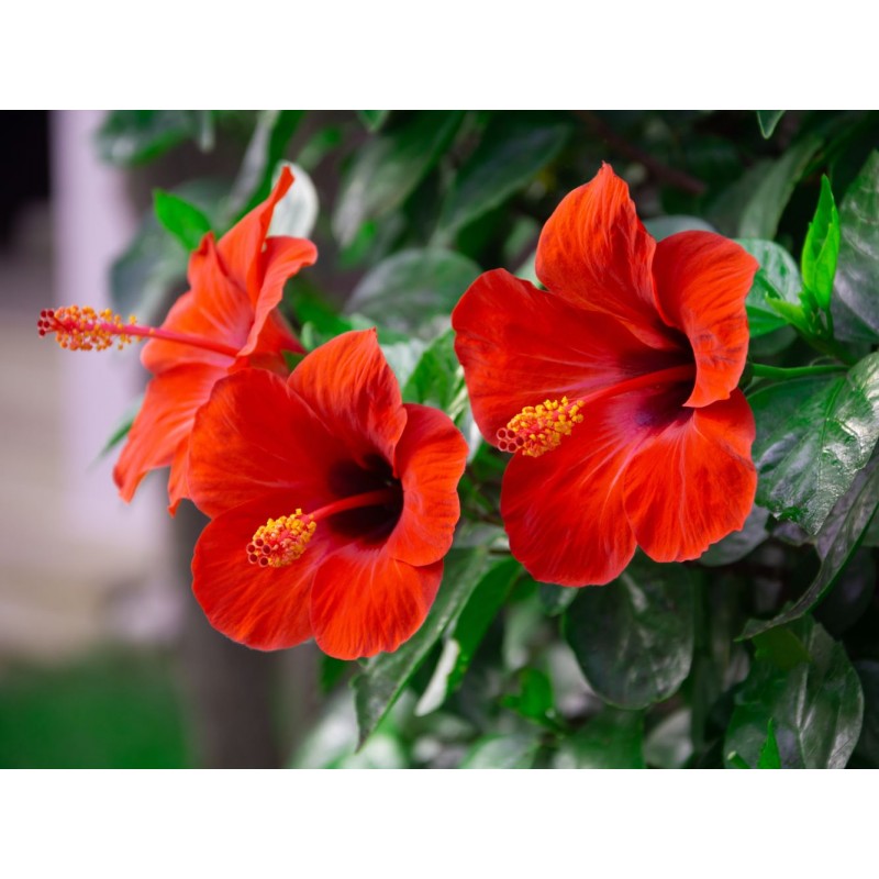Hibiscus | Mon Orangerie
