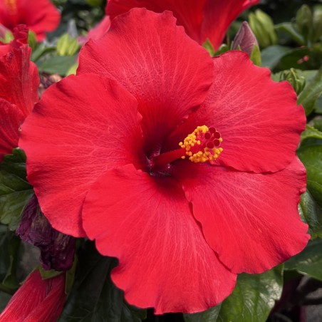 Hibiscus