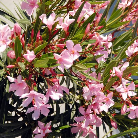 Laurier rose | Nerium oleander