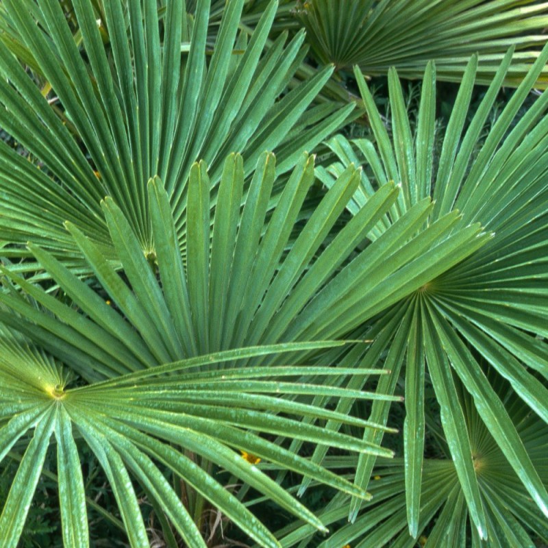 Palmier de Chine | Trachycarpus fortunei | Mon Orangerie