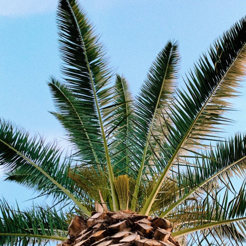 Palmier des canaries | Phoenix canariensis | Mon Orangerie