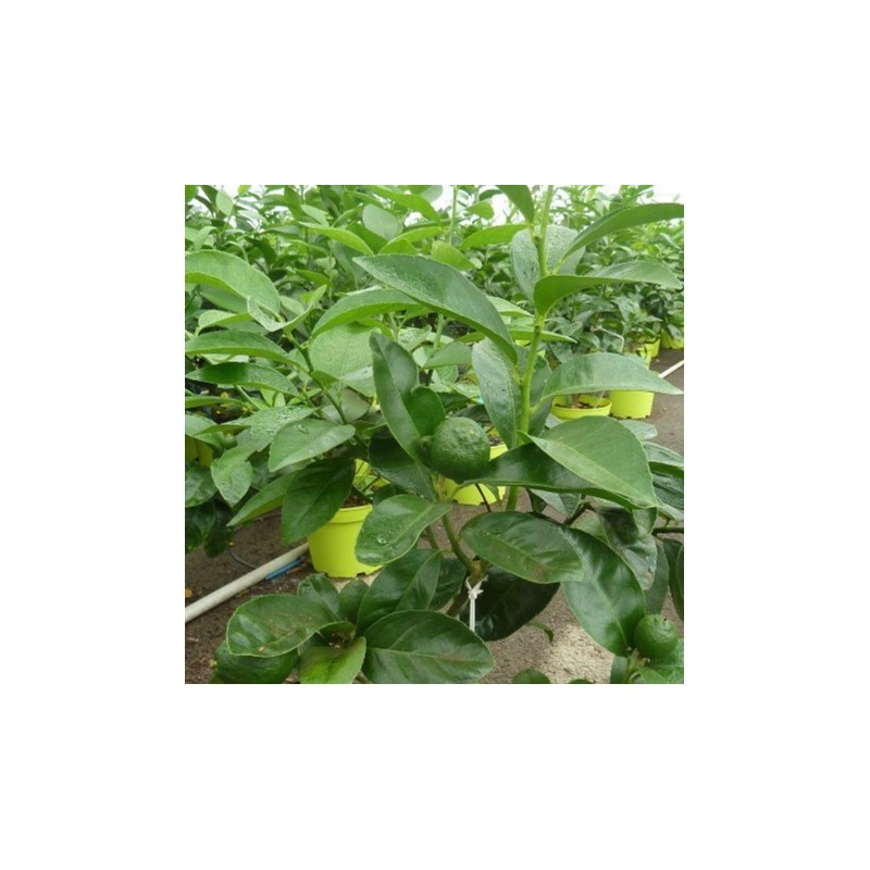 CITRONNIER DES ANTILLES / Citrus aurantiifolia culture en serre producteur