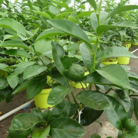 CITRONNIER DES ANTILLES  / Citrus aurantiifolia culture en serre producteur