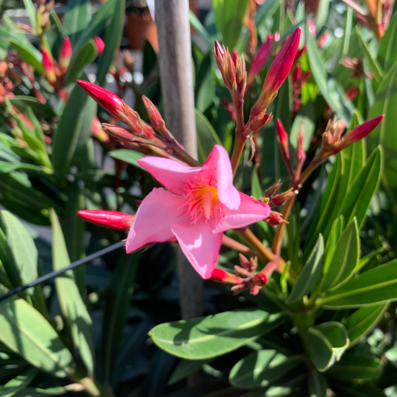 Nerium rose
