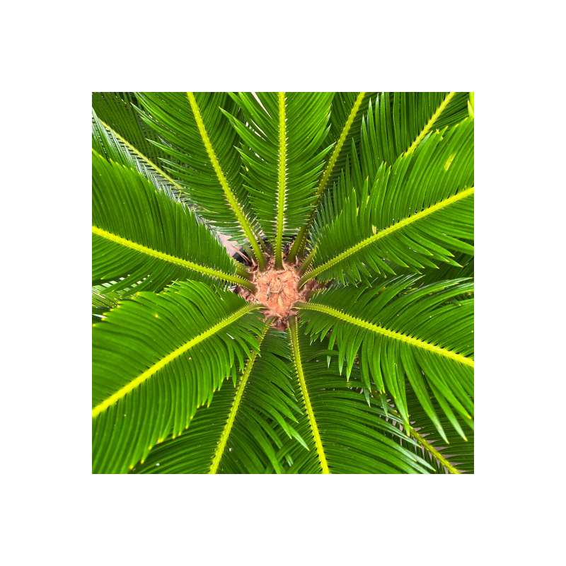 Cycas