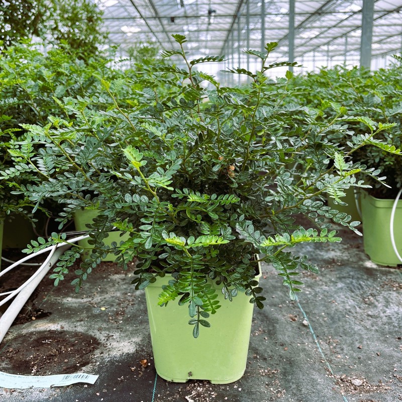 Poivrier de Sichuan Bio | Zanthoxylum Beecheyanum | Mon Orangerie