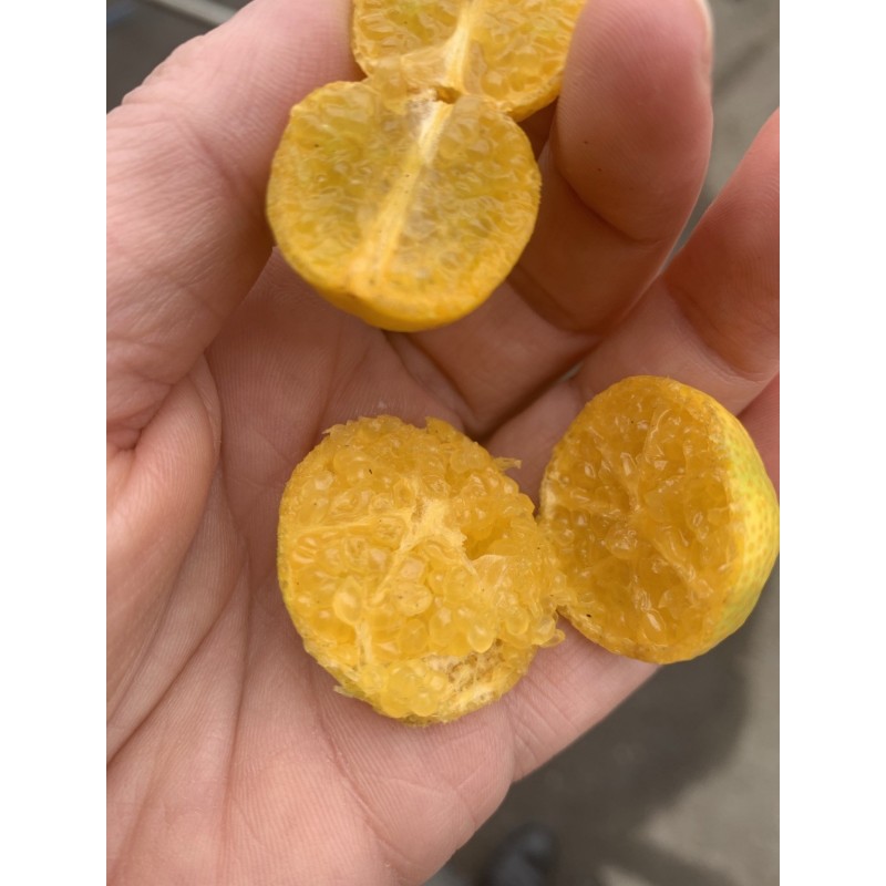 Oranger caviar® Bio | Eremorange Bio | Mon Orangerie