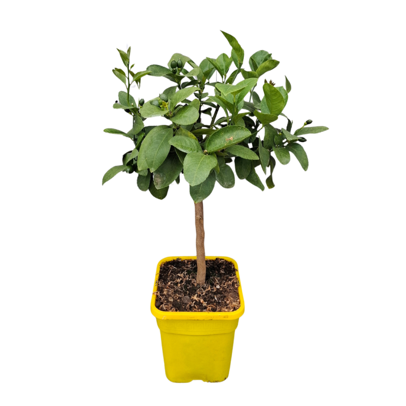 Citronnier Meyer | Citrus meyeri | Mon Orangerie