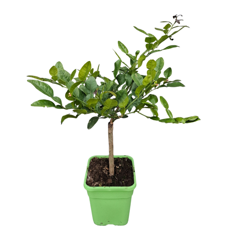 Combava | Lime Kaffir | Mon Orangerie