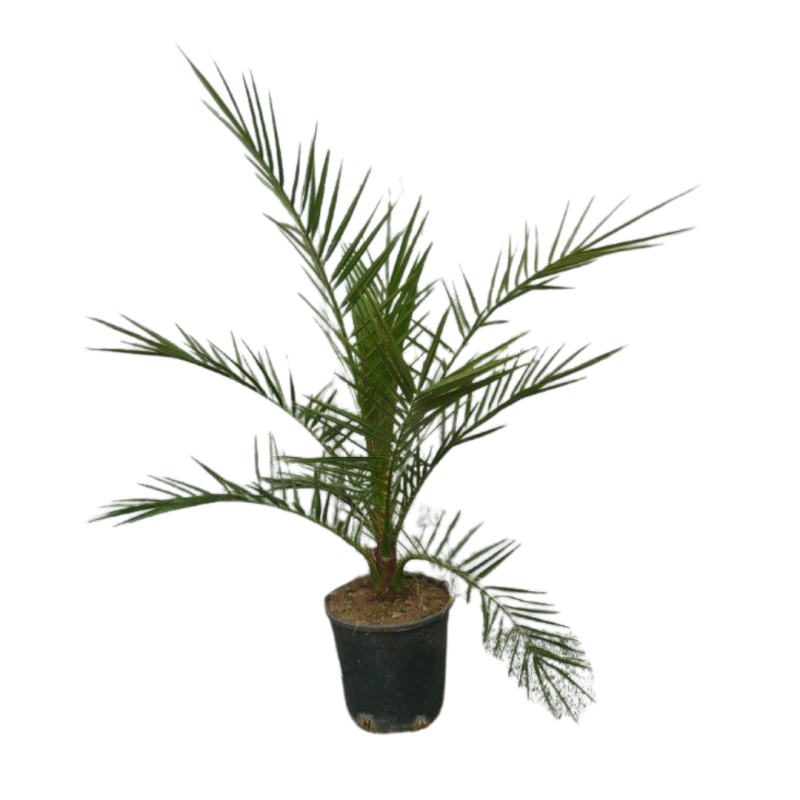 Palmier des canaries | Phoenix canariensis | Mon Orangerie