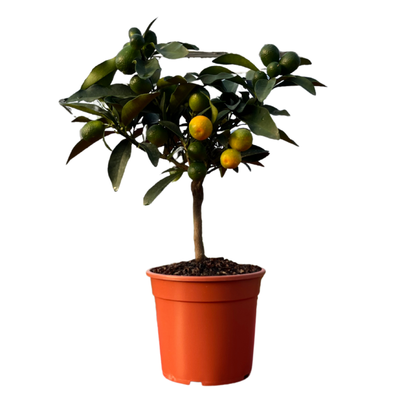 Calamondin | Citrus madurensis | Mon Orangerie