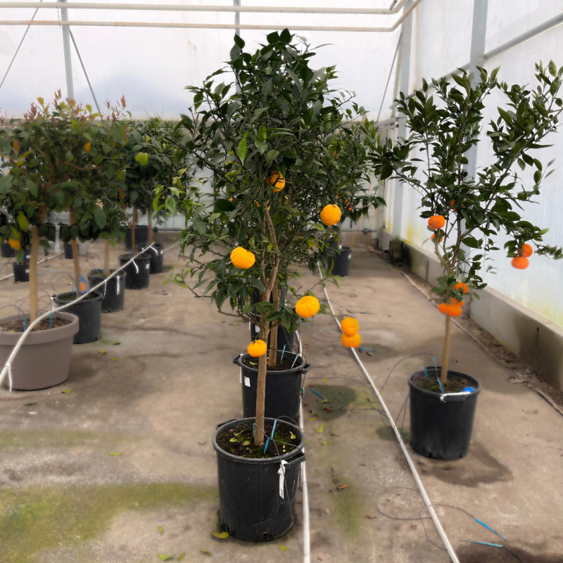 Citronnier Yuzu | Mon Orangerie