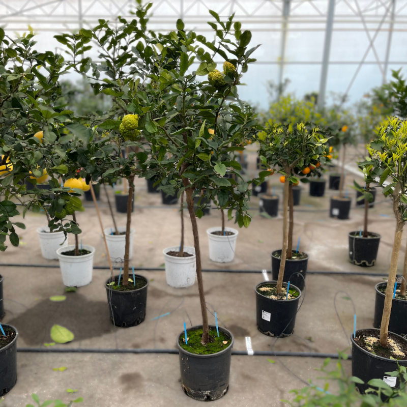 Combava | Lime Kaffir | Mon Orangerie