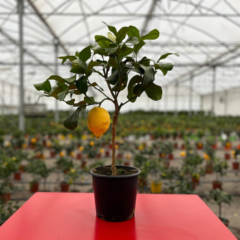 Citronnier des 4 saisons | Mon Orangerie