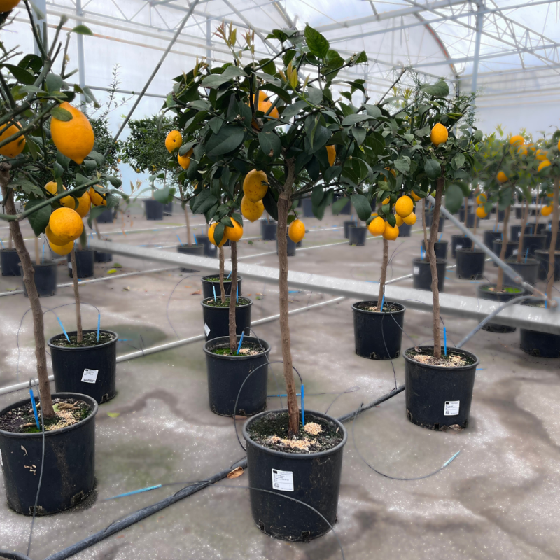 Citronnier Meyer | Citrus meyeri | Mon Orangerie