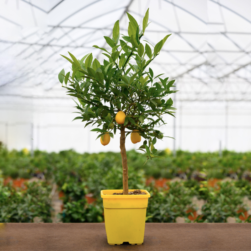 Citronnier Meyer | Citrus meyeri | Mon Orangerie