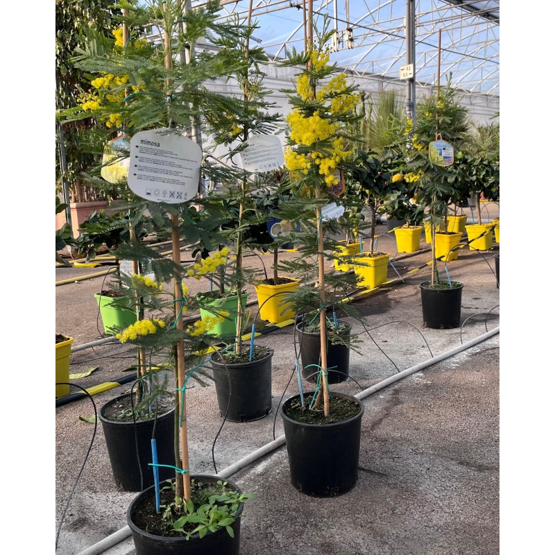 Mimosa Gaulois | Mon Orangerie