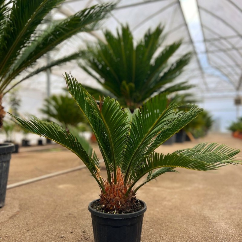 Cycas du Japon | Cycas revoluta | Mon Orangerie