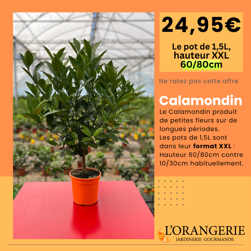 Calamondin | Citrus madurensis | Mon Orangerie
