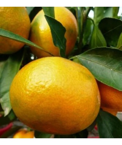 MANDARINIER SATSUMA / Citrus unshiu