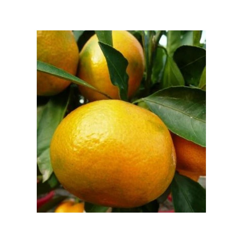 MANDARINIER SATSUMA / Citrus unshiu