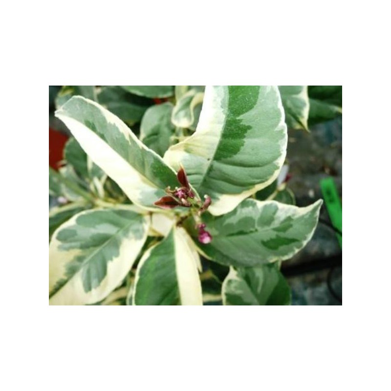 CITRONNIER PANACHE / Citrus lemon 'Variegata'