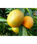 CLEMENTINIER / Citrus clementina clementine fruit sur arbre