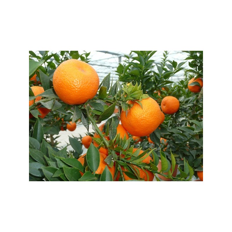 MANDARINIER CHINOIS / Citrus myrtifolia