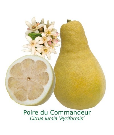 POIRE DU COMMANDEUR / Citrus Lymia