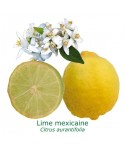 LIME MEXICAINE / Citrus aurantifolia ‘Messicana’