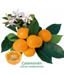 CALAMONDIN / Citrus Madurensis