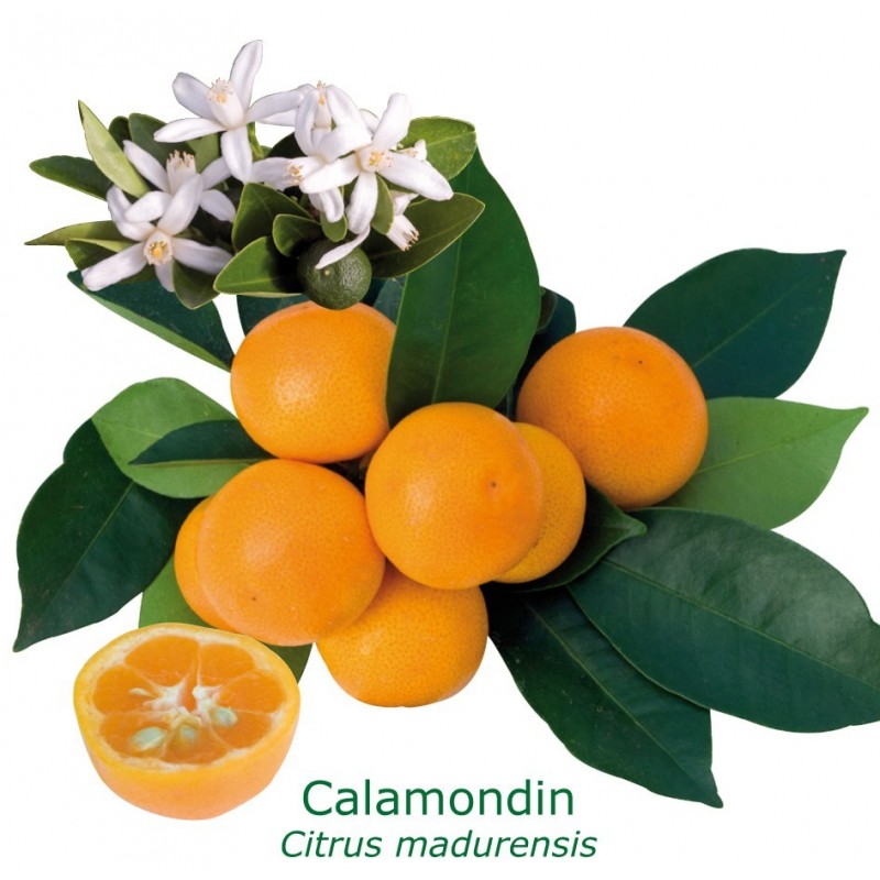 CALAMONDIN / Citrus Madurensis