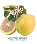 CITRONNIER PANACHE  / Citrus lemon 'Variegata'