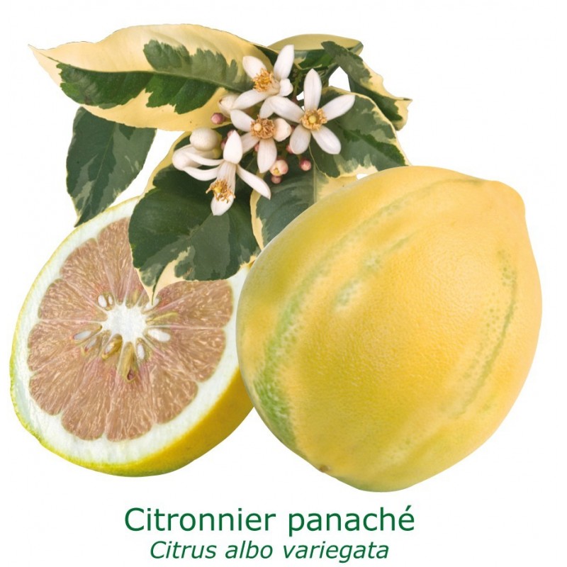 CITRONNIER PANACHE / Citrus lemon 'Variegata'