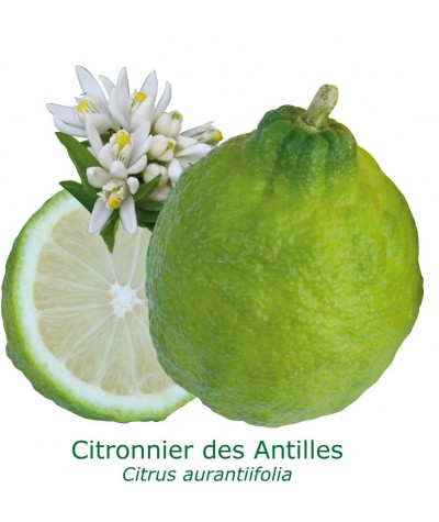 CITRONNIER DES ANTILLES  / Citrus aurantiifolia
