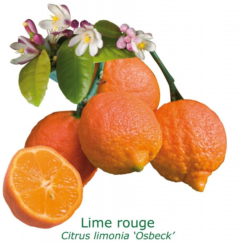 LIME ROUGE RANG PUR / Citrus limonia 'Osbeck'