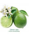 LIME TAHITI ou CITRON VERT / Citrus latifolia 