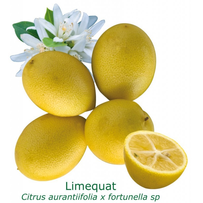 LIMEQUAT / Citrus aurantifolia x Fortunella