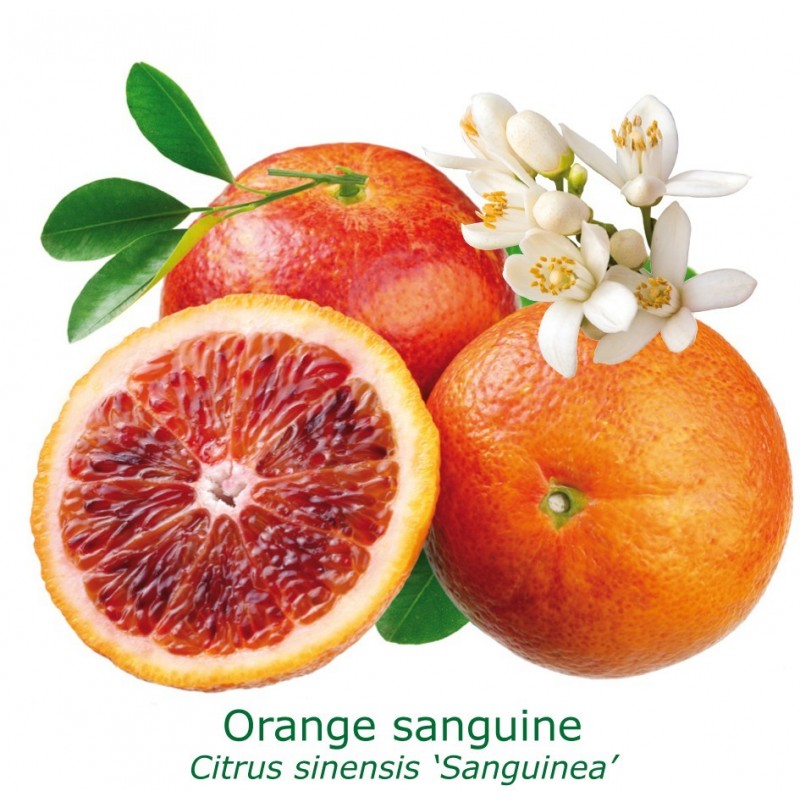ORANGER SANGUINE / Citrus sinensis sanguinea