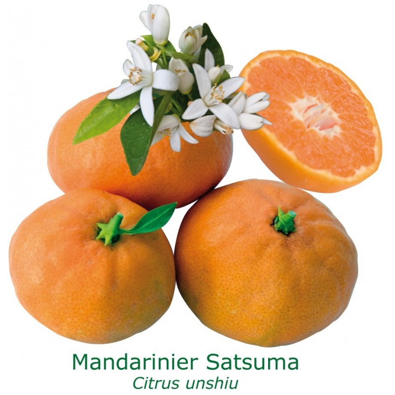 MANDARINIER SATSUMA / Citrus unshiu