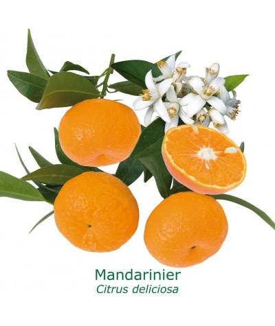 MANDARINIER / Citrus deliciosa