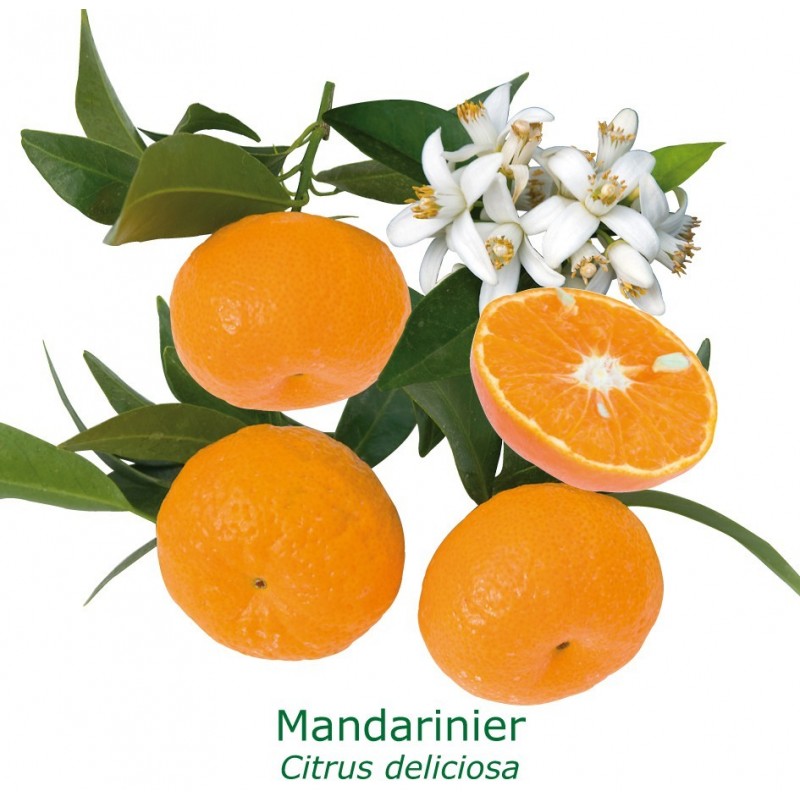 MANDARINIER / Citrus deliciosa