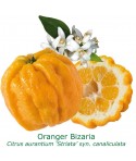 ORANGER BIZARIA / Citrus aurantium striata