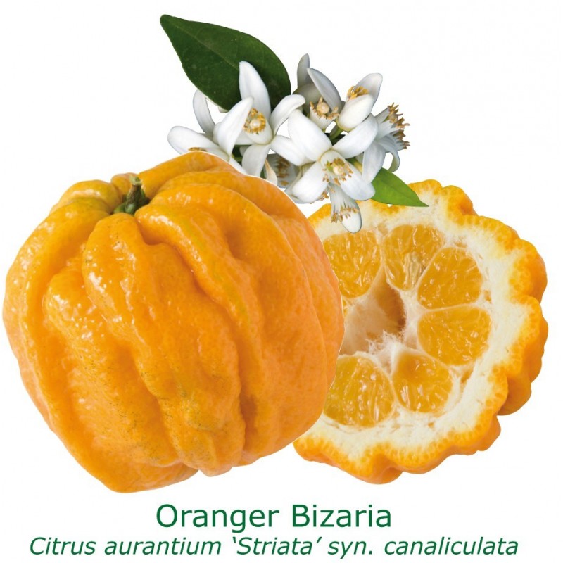 ORANGER BIZARIA / Citrus aurantium striata