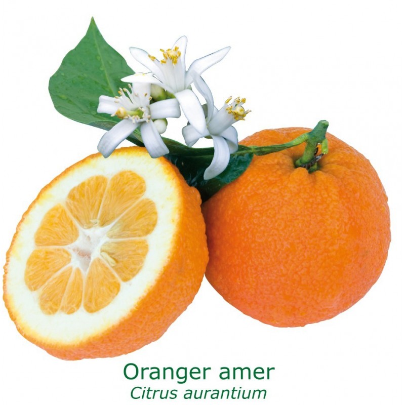 ORANGER AMER /BIGARADIER / Citrus aurantium salicifolia