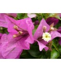 BOUGAINVILLEA alexandra